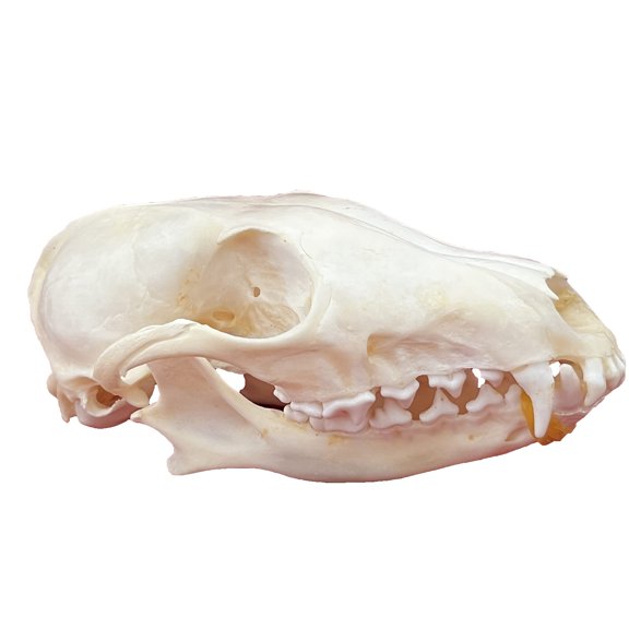 Cráneo de animal real CLLOEAT de taxidermia, espécimen de cráneo de zorro
