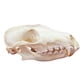 thumbnail image 1 of Cráneo de animal real CLLOEAT de taxidermia, espécimen de cráneo de zorro, 1 of 5