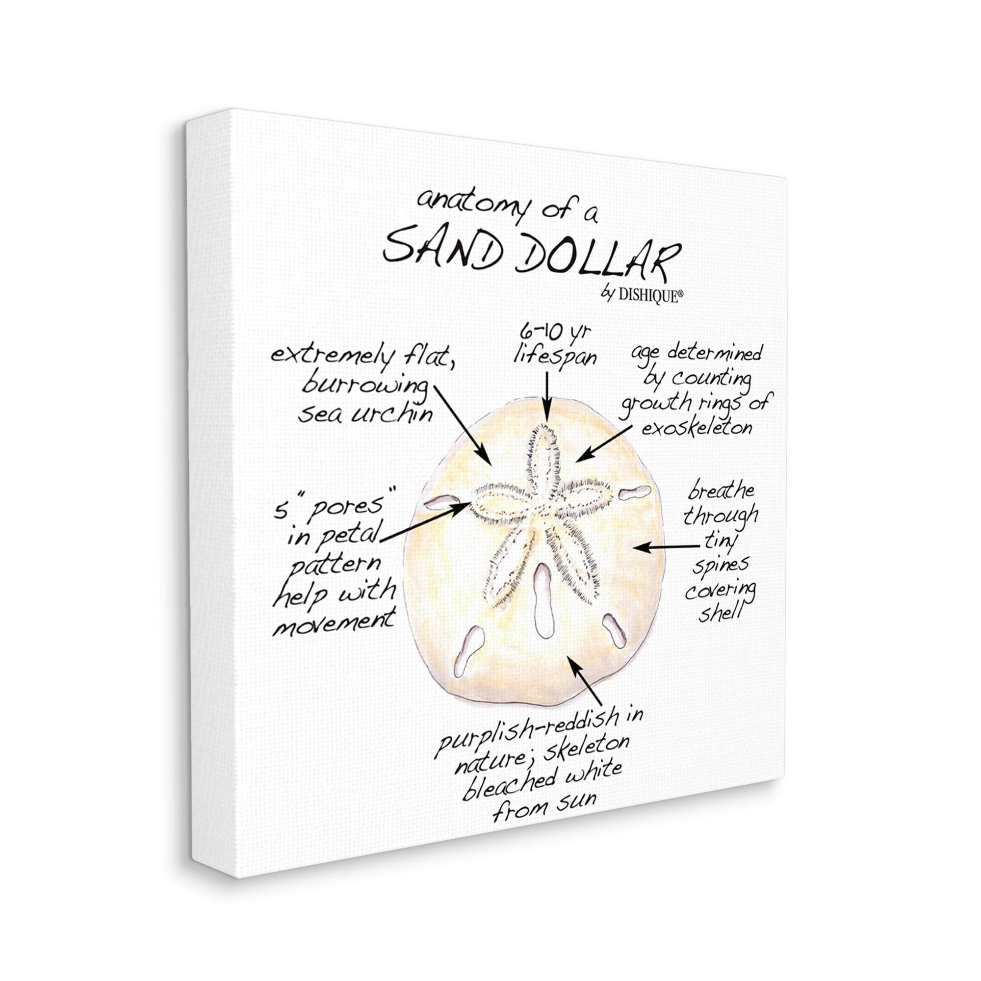 Stupell Industries Informative Sand Dollar Learning Chart Nautical Education Graphic Art Gallery Wrapped Canvas Print Wall Art, Design by Dishique