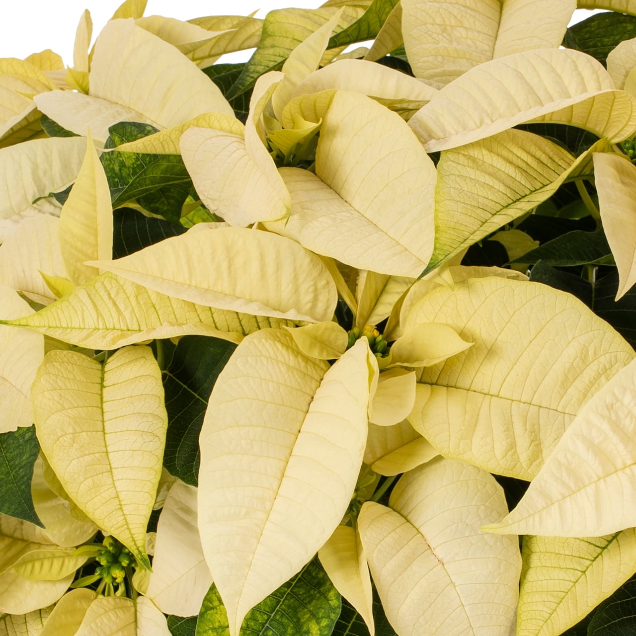 Holiday Time White Poinsettia Live Plant, 3.5 qt, Green Foil Cover