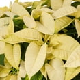 thumbnail image 2 of Holiday Time 3.5QT White Poinsettia Live Houseplant Green Foil Cover Indirect Sunlight, 2 of 9