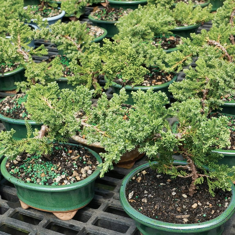 Brussel's Green Mound Juniper Bonsai - Small - (Outdoor) Not Sold in  California - Walmart.com