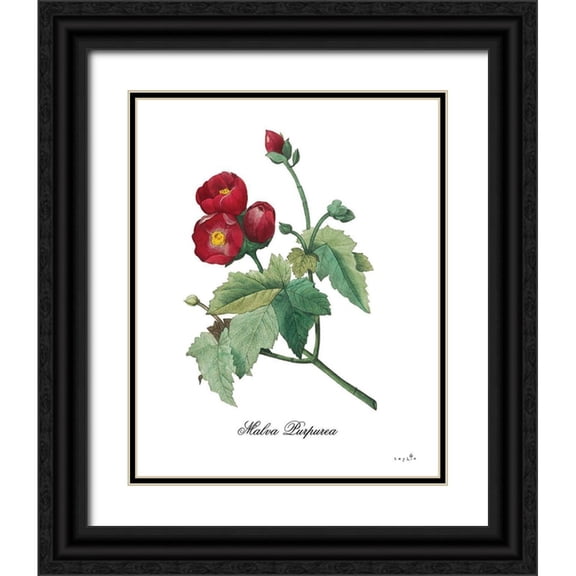 Sophie 6 15x18 Black Ornate Wood Framed with Double Matting Museum Art Print Titled - Malva Purpurea