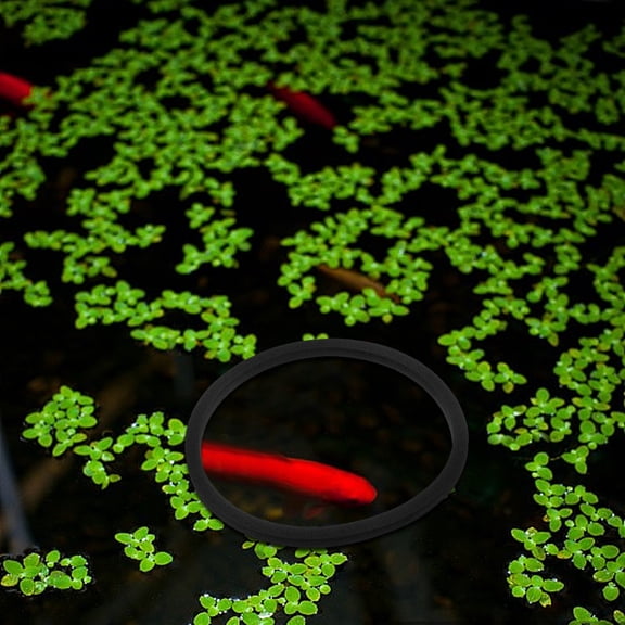 DEEPCRAFF 5-Pack Black Floating Duckweed for Aquarium Fish Feeding and Plant Separation Accessories