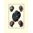 thumbnail image 3 of Diderot 14x18 Black Modern Framed Museum Art Print Titled - Custom Sea Shell VII, 3 of 5