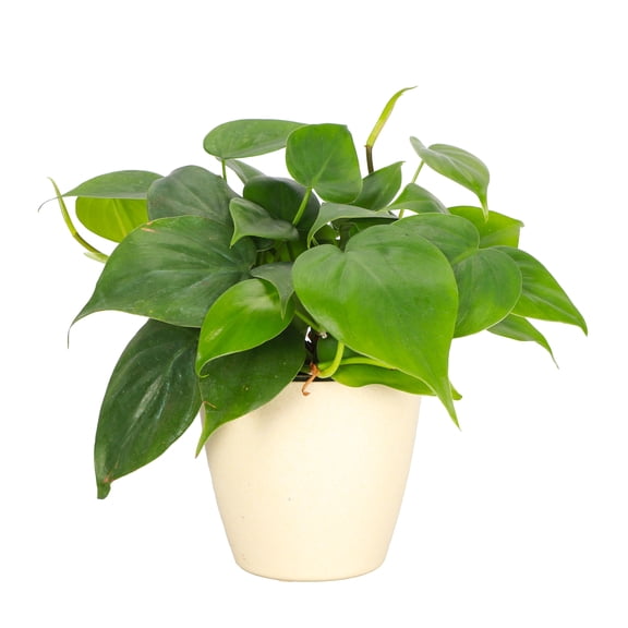 Live Green Philodendron Plant - 4" Eco Pot - Natural