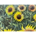 thumbnail image 3 of Guido Borelli "Il Campo di Girasoli" Signed Original Oil Framed Art Sunflower Generic, 3 of 5