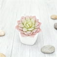 thumbnail image 1 of Arrangement Réaliste de Succulentes en Jardinière Moderne pour Étagère de Bureau à Domicile Centre de Table, 1 of 4