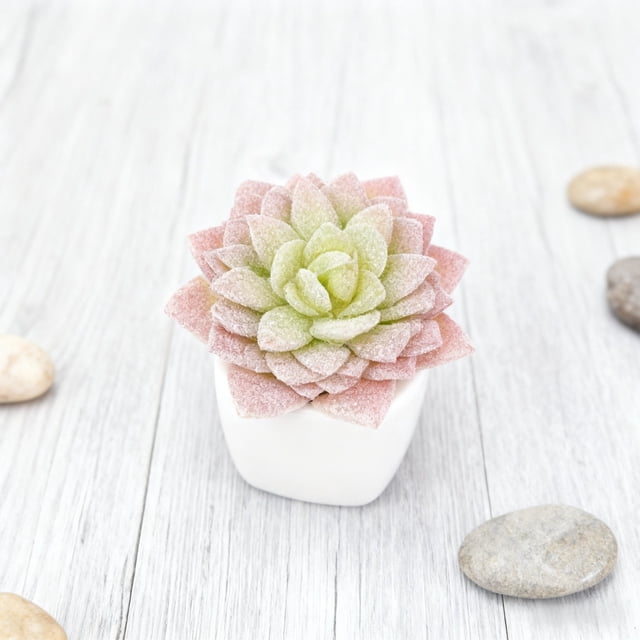 Arrangement Réaliste de Succulentes en Jardinière Moderne pour Étagère de Bureau à Domicile Centre de Table