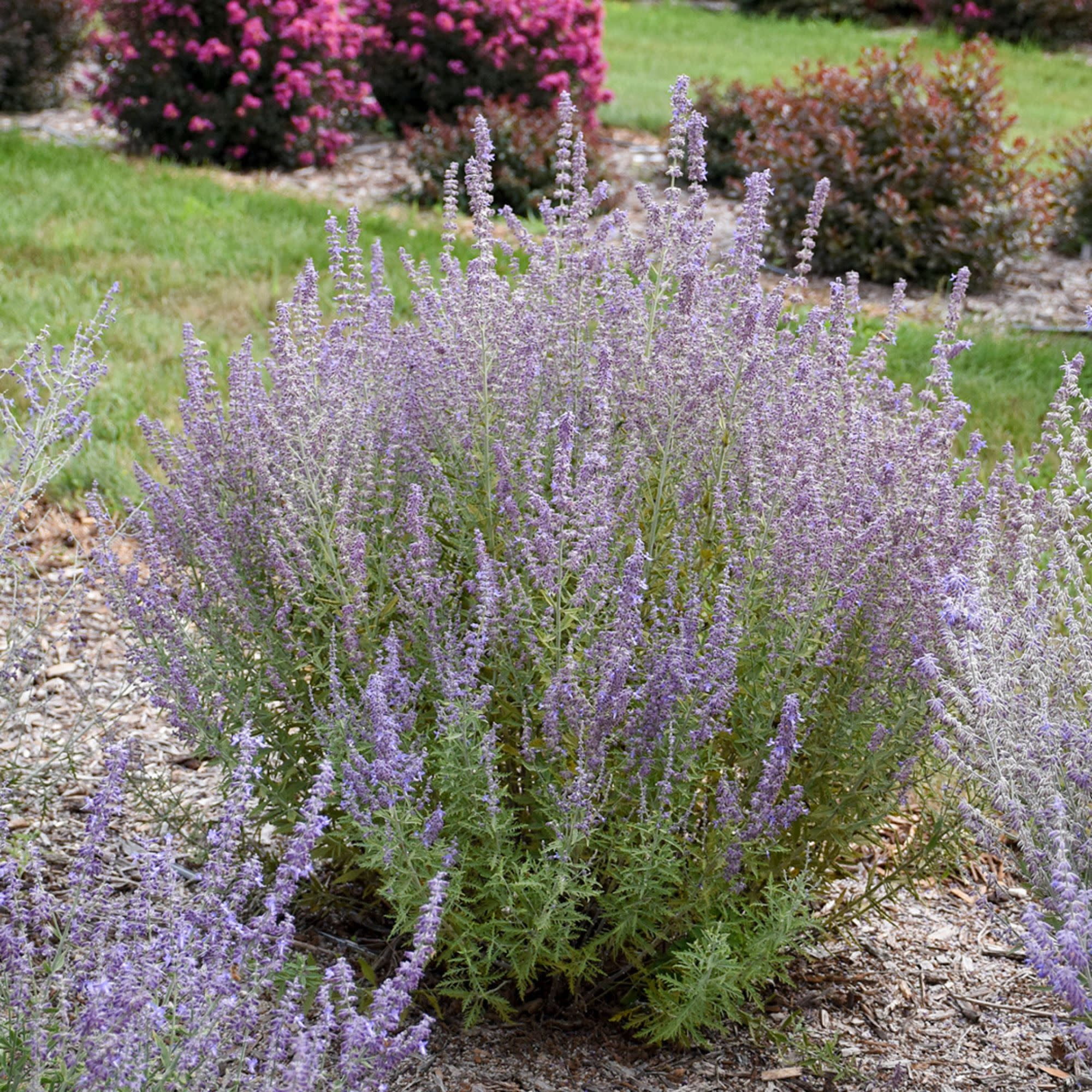 Proven Winners 6" Purple 'Sage Advice' Russian Sage Live Plant in 6.5" Pot