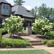Brighter Blooms - Proven Winners® Limelight Hydrangea Tree, 4-5 ft. - No Shipping to AK, AZ, HI
