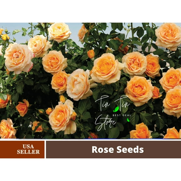 PEMDASGARDEN 30 Orange Climbing Rose Plant Seeds
