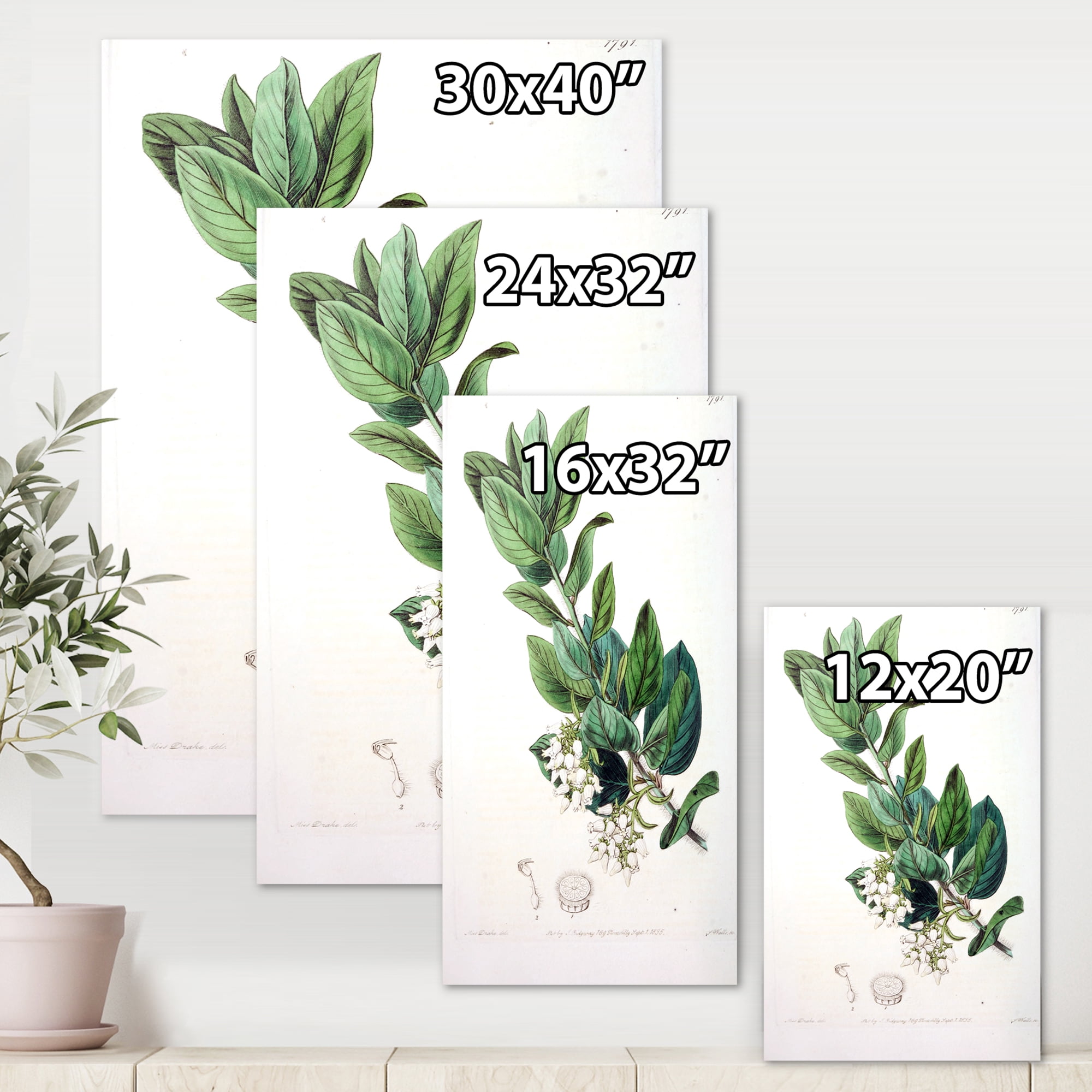 Designart ' Ancient Botanicals XX ' Traditional Canvas Wall Art Print