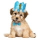thumbnail image 5 of 1 juego mascota perro cumpleaños fiesta corona sombrero mascota pajarita Kit fiesta Favor suministros, 5 of 5