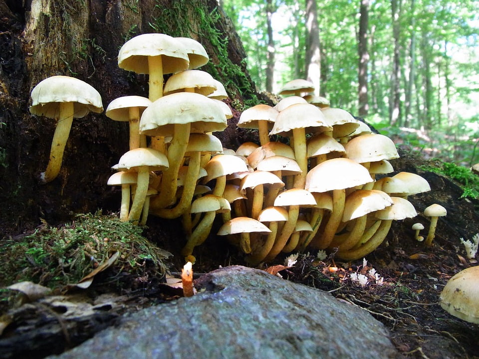 Nature Plant Mushrooms Forest Forest Floor Moss20 Inch By