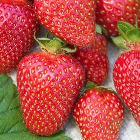 All Star Strawberry (Fragaria) Dormant Bare Root Starter Fruiting Plants (25-Pack)