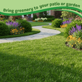thumbnail image 6 of Set 2000 Emerald Zoysia Grass Seeds, Dense Green Zoysia Grass Seeds for Lawn Backyard Ground Cover, 6 of 6