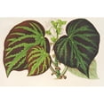 thumbnail image 2 of Charles Antoine Lemaire 18x13 Gold Ornate Wood Frame and Double Matted Museum Art Print Titled - Begonia Imperialis (Type} (1854-1896), 2 of 4