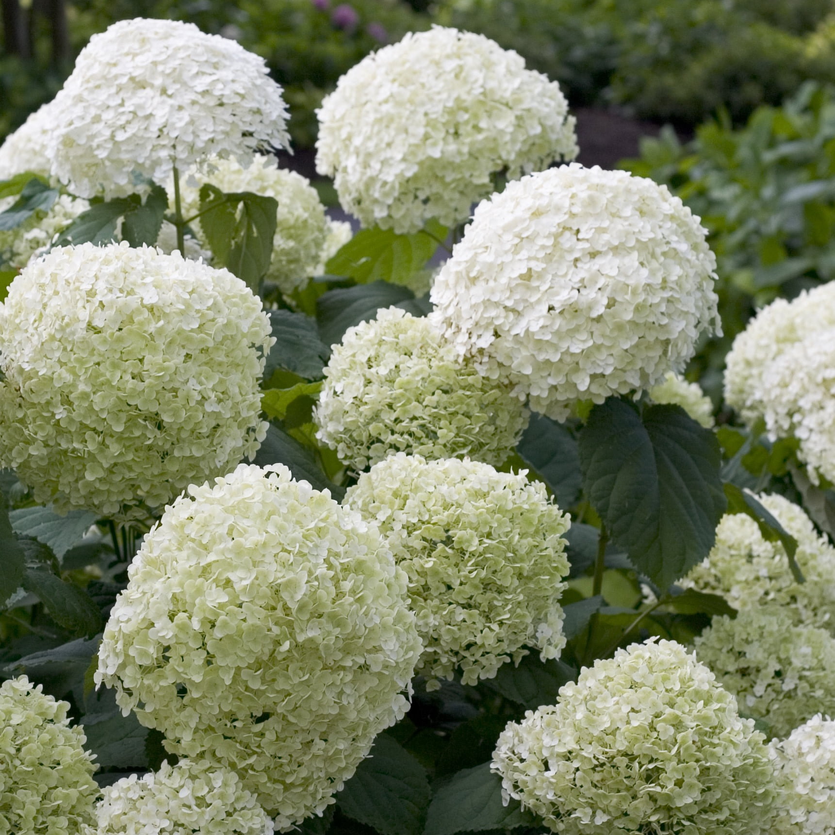 Proven Winners ColorChoice 5" White Incrediball Smooth Hydrangea Live Plant in 4.5" Pot (4 Count)