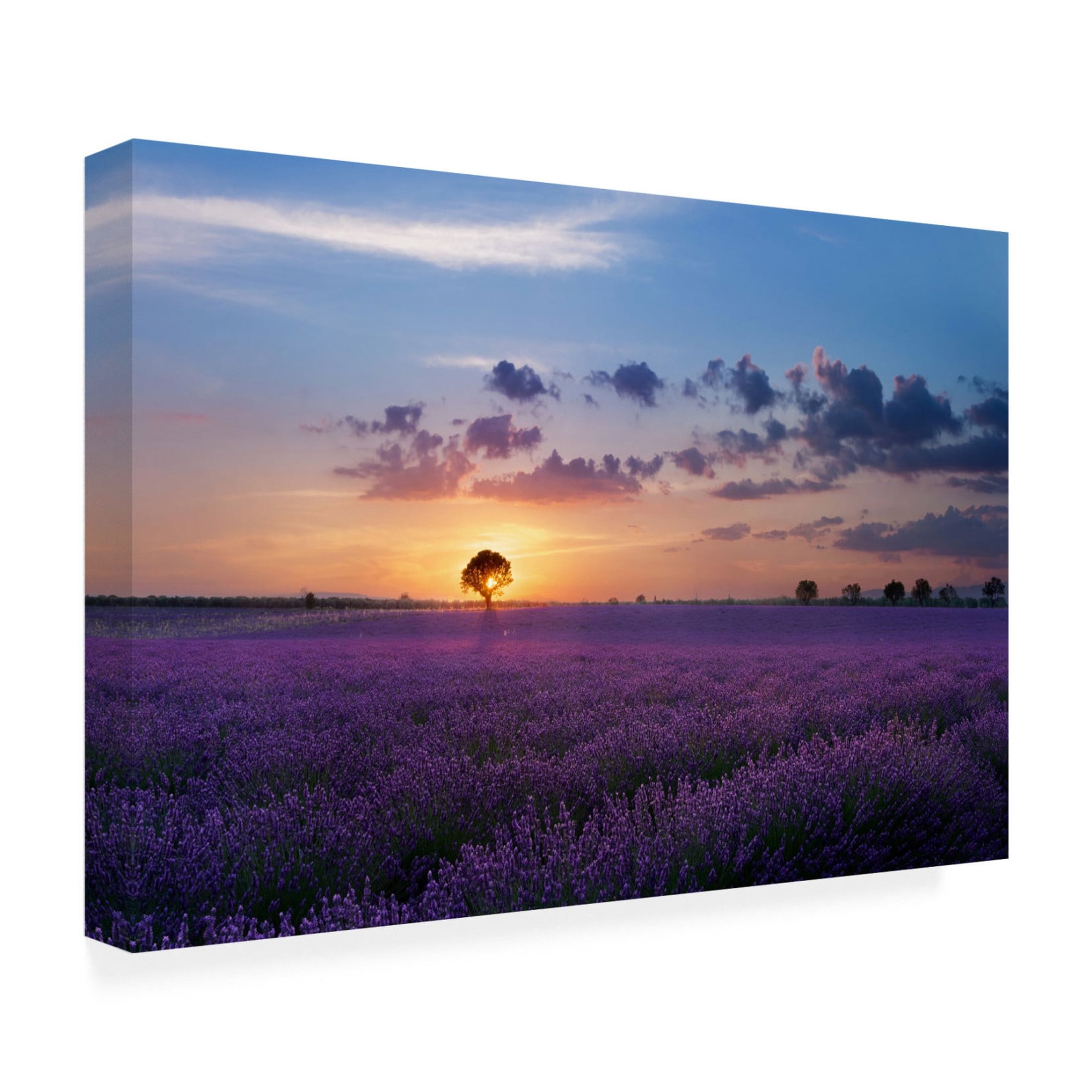 Canvas Wall Art - Paolo Bugnone 'Lonely Tree In Valensole' Wall Art for Living Room, Bedroom, or Office Décor by Trademark Fine Art - 47 x 30 Inches