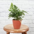thumbnail image 2 of Live Rabbit's Foot Fern Plant - 4" Biodegradable Pot - Terra Cotta, 2 of 5
