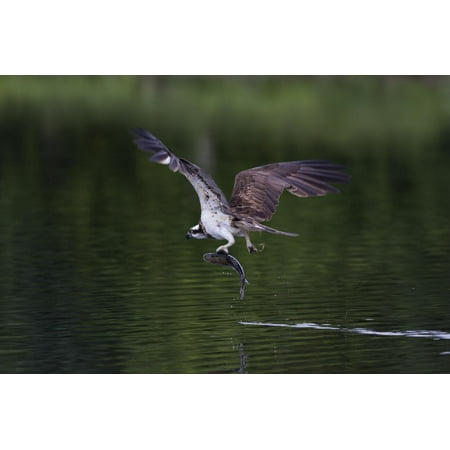 Osprey (Pandion Haliaetus) Leaving a Small Loch with a Fish in its Talons, Scotland, United Kingdom Print Wall Art By Garry