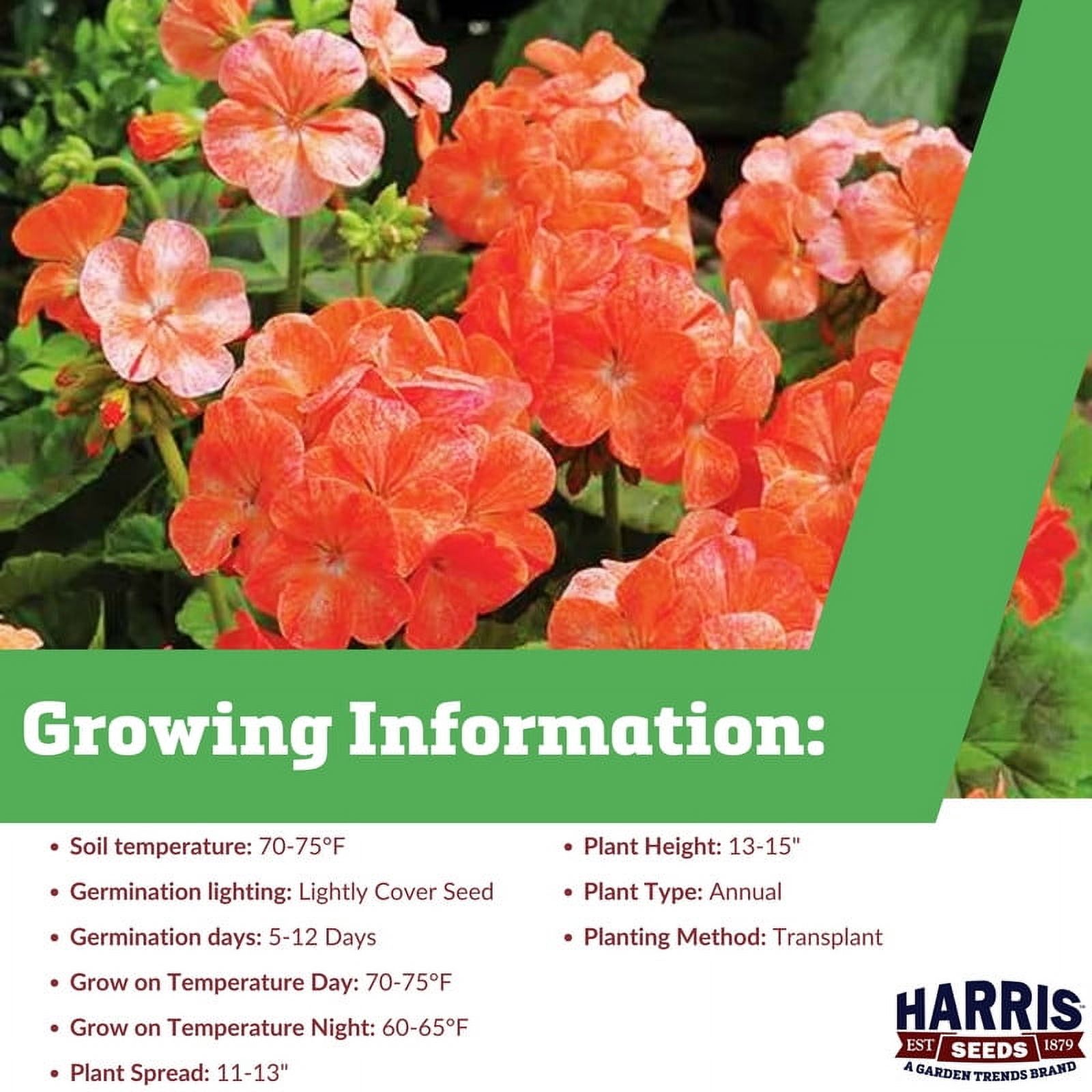 Harris Seeds - Geranium Seeds - Pinto Premium Salmon Splash F1 Variety - 100 Seeds