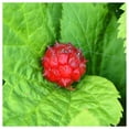 thumbnail image 3 of Everwilde Farms - 1 lb Goldenseal Native Wildflower Seeds - Gold Vault Bulk Seed Packet, 3 of 4