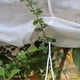 thumbnail image 1 of Cubierta para plantas, cubierta protectora contra heladas para plantas, cubierta protectora contra heladas para plantas, protector contra heladas para plantas, diseño de próxima generación, 1 of 8