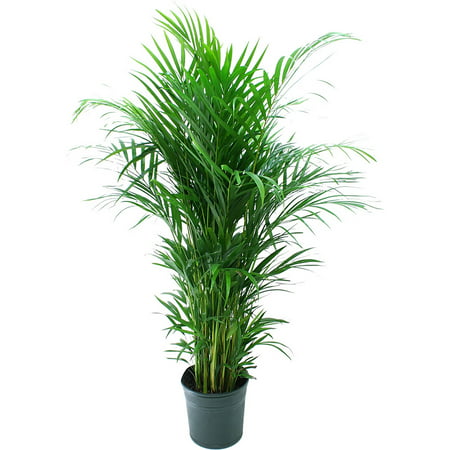 Delray Plants Areca Palm (Dypsis lutescens) Easy to Grow Live House Plant, 10-inch Grower (10 Best Indoor Plants)