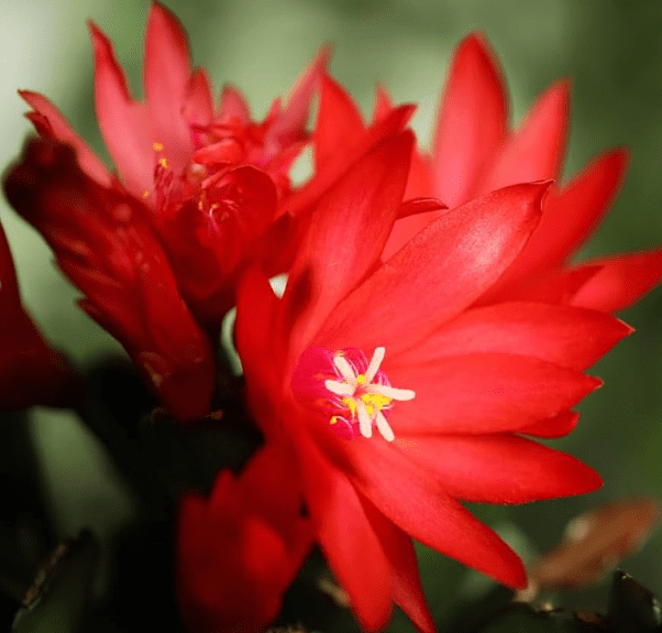 Red Easter Cactus Plant Live for Planting, Easter Cactus Flower Plant for Indoor Outdoor 4 to 6 Inch Tall