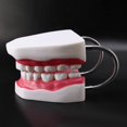 thumbnail image 5 of Modelo de dientes humanos Yuxing 6 veces con cepillo de dientes color rosa carne, 5 of 5