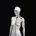thumbnail image 5 of Human Anatomy Model Female Anatomy Figure Superficial Muscle Anatomy Model Lab Ornament Anatomical Reference for Artists, 5 of 6