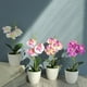 thumbnail image 3 of Bonsái artificial Rosa Advancent Type3 NO3, 3 of 6