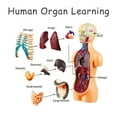 thumbnail image 2 of DIY Mannequin 3D Human Body Model Torso Model Educational Assembly Early Learning Kids Toys Skeleton Anatomy Organ Teaching Tool S, 2 of 6