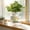 As shown, variant on Hydroponic Plant Vase Transparent Plastic Water Garden for Home Office Desktop Decor Indoor Plants Pothos Propagation Fish Tank Style Planter with Thickened Design for Living Room Houseplants Decor
