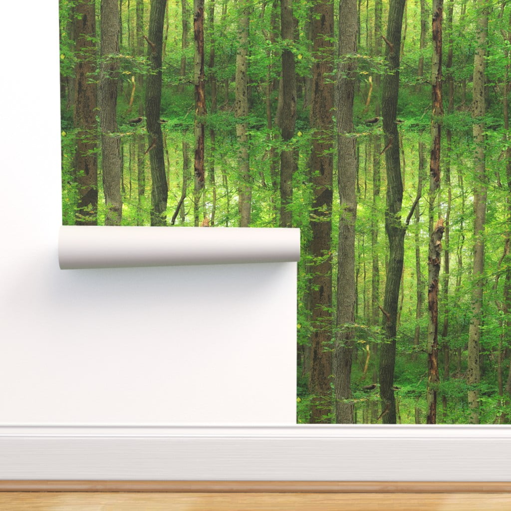 Wallpaper Roll Trees Birch On White Background 24in x 27ft
