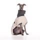 thumbnail image 1 of Pet Dog Autumn and winter clothes in the large dog lingti cotton warm ecological cotton clothing autumn and winter new products ShopWise Round, 1 of 8