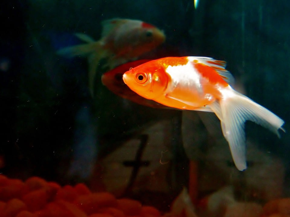 walmart goldfish fish