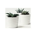 thumbnail image 4 of ragnaroc Live Succulent Plants - Echeveria Agaviodes Ebony, Rooted in 4” Pot - 1ct - Live Arrival Guaranteed - House Plants for Home Decor & Gift, 4 of 5