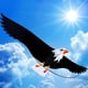 thumbnail image 5 of Cometa gigante de águila calva 3D para niños y adultos Cometas de halcón individuales fáciles de volar para Los 200x70cm, 5 of 9