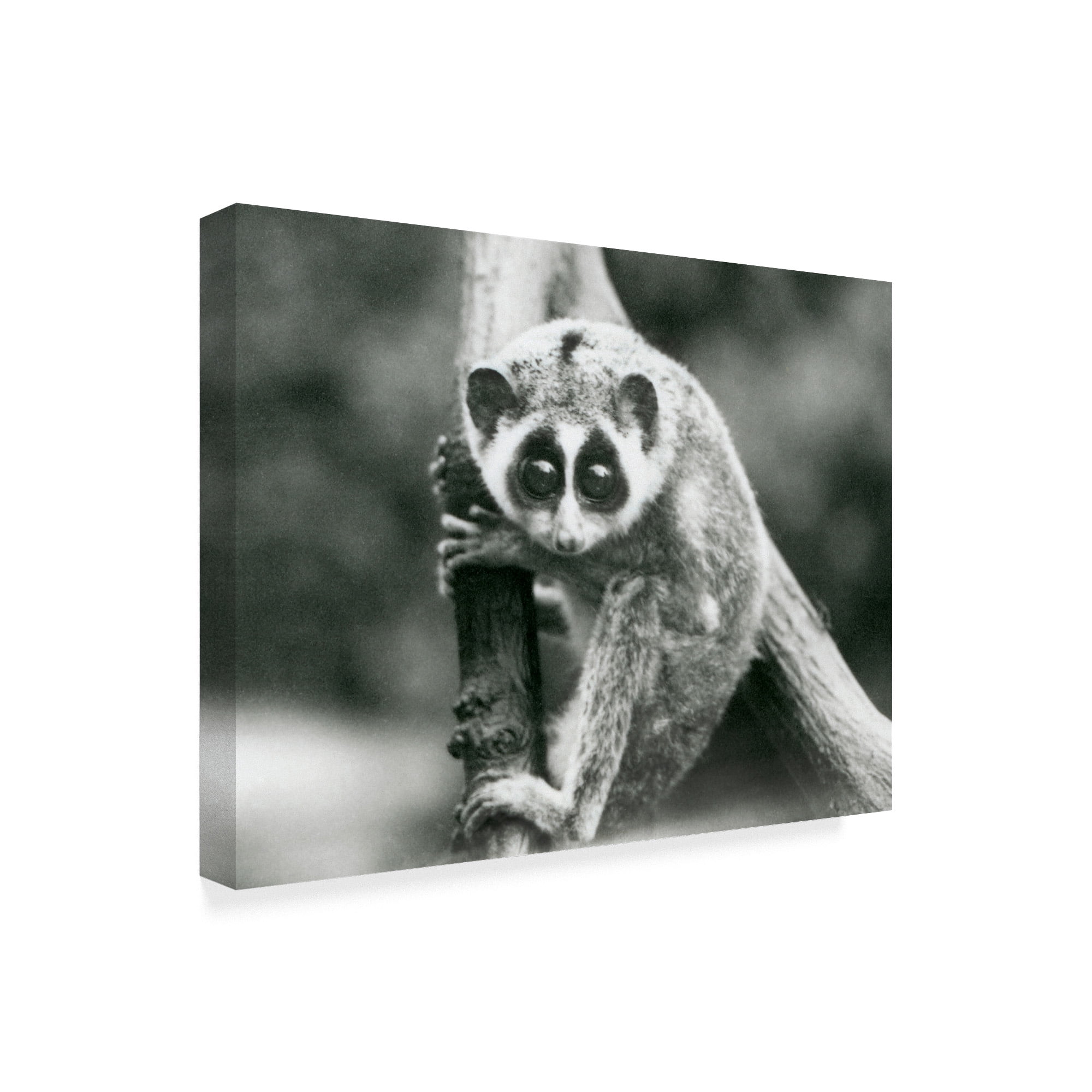 Trademark Fine Art 'A Slender Loris' Canvas Art by Frederick William Bond