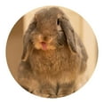 thumbnail image 4 of Rabbit Chew Sticks Healthy Bunny Sweet Bamboo Snacks Rabbit Treats for Hamster, 4 of 10