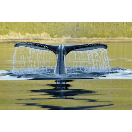 Long Island Sound Depth Humpback Whale Diving Into The Depths Of Frederick Sound With Tail Fluke Visible Admiralty Island Inside Passage Southeast Alaska Summer Canvas Art - John Hyde Design Pics (19 x 12) ()