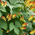 thumbnail image 4 of Outsidepride Mina Lobata - 200 Seeds, 4 of 7