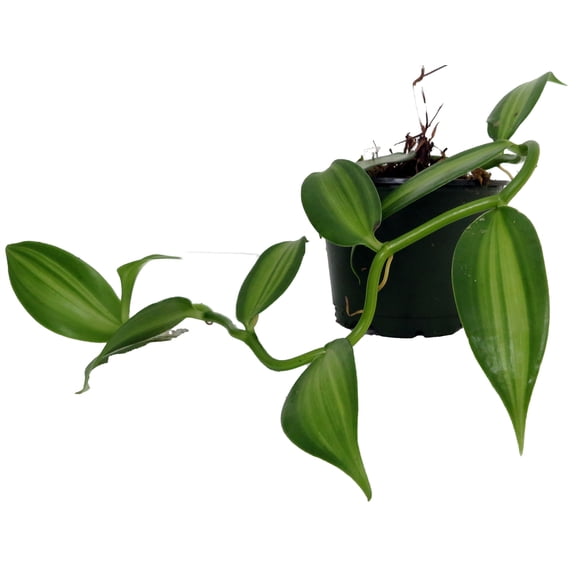 Variegated Vanilla Bean Orchid Plant - 4" Pot - Planifolia