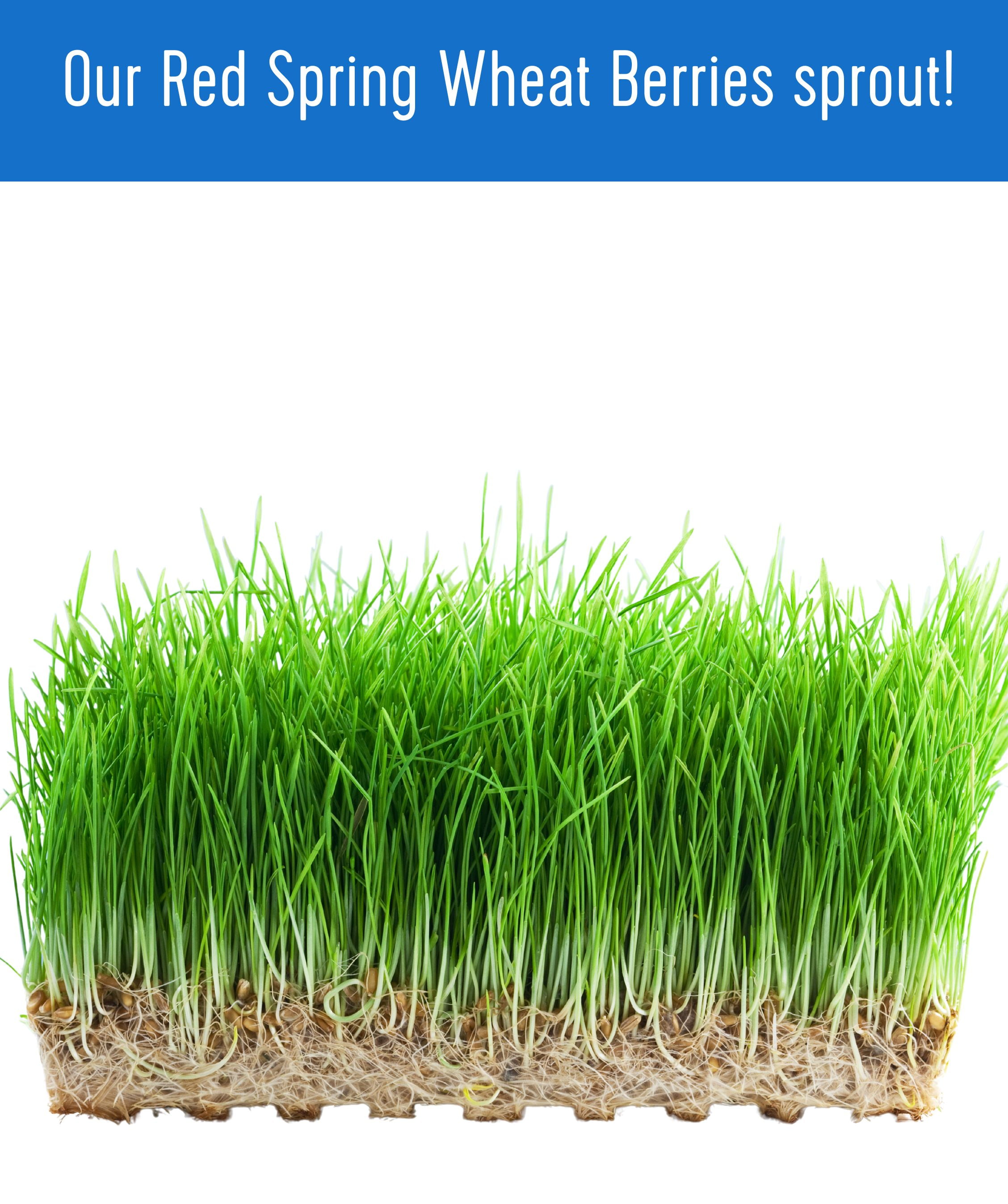 Certified Glyphosate Residue Free Hard Red Spring Wheat Berries | 25 LBS | Emergency Food Storage Bucket | Non-GMO | Grown on Our Family Farm | Bulk
