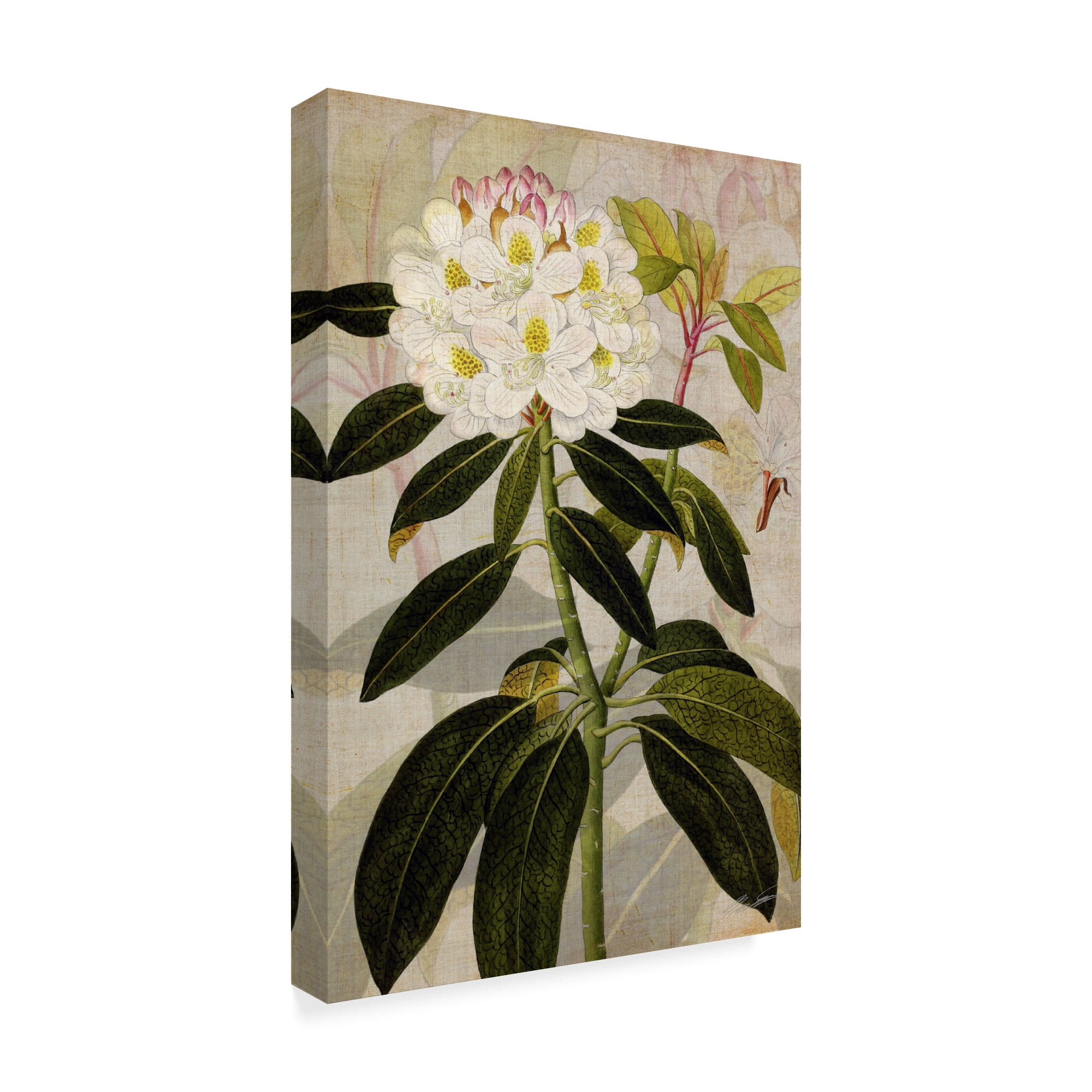 Trademark Fine Art 'Rhododendron I' Canvas Art by John Butler