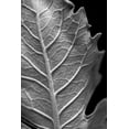 thumbnail image 2 of Stramel, Renee W. 23x32 White Modern Wood Framed Museum Art Print Titled - Striking Leaf II, 2 of 4