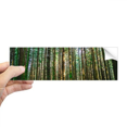 thumbnail image 1 of Autocollant Rectangulaire Pare-Chocs Nature Forêt Verte pour Fenêtre, 1 of 1